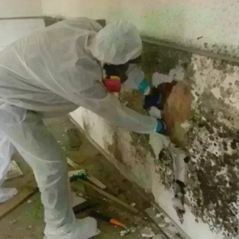 Mold Remediation and Removal in Murillo Colonia, TX